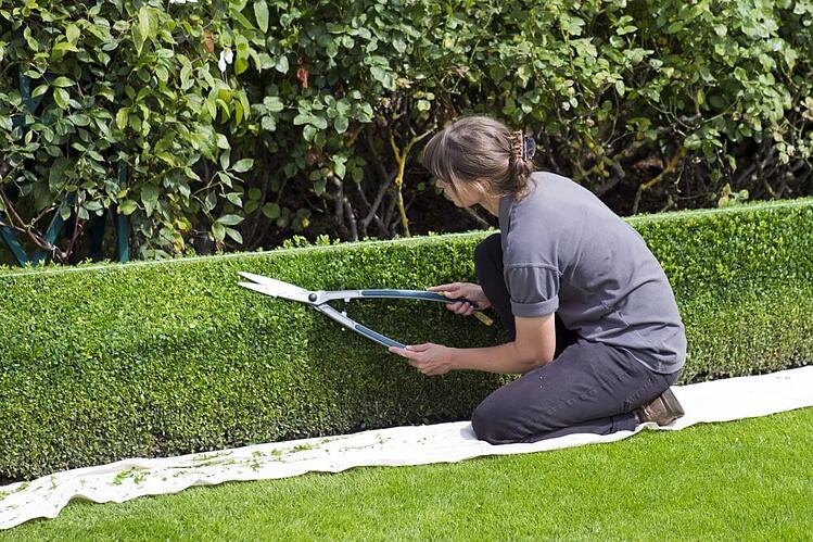 woman-trims-hedge.jpg