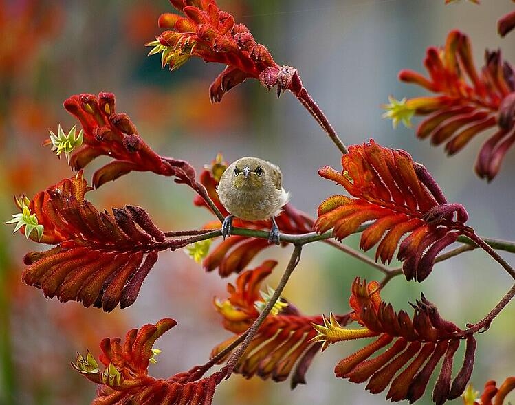 bird-on-kangaroo-paw-flower.jpg