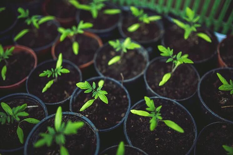 garden-seedlings.jpg