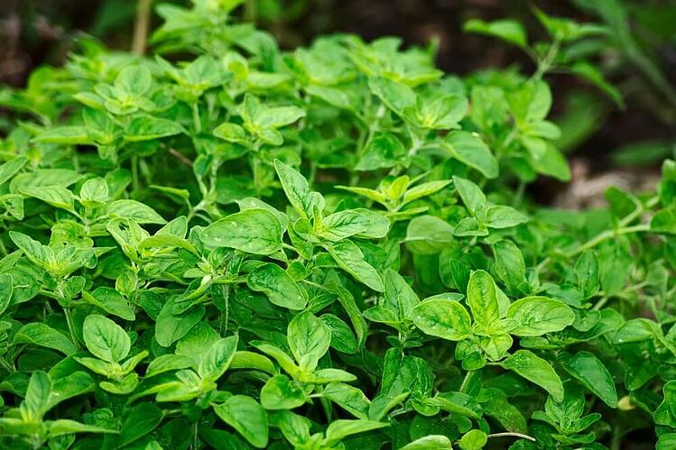 basil-herb.jpg