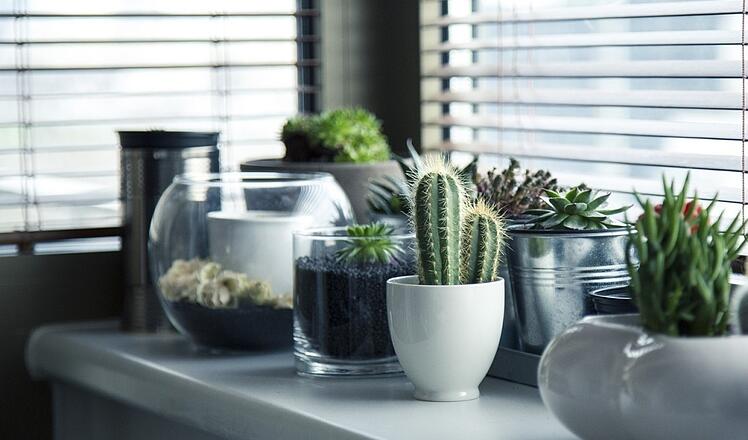 succulents-by-window.jpg