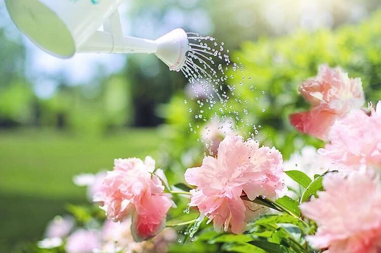 perennials-getting-watered.jpg