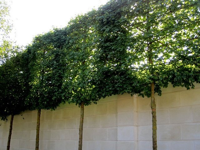 hedge